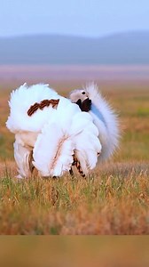 8.4K views · 644 reactions | grassland dancer! Great bustard#bird #beautiful #birdsoftiktok #birdsofprey #beautifulbird #cutebird #cute #lovely #foryou #fyp | Beautiful Birds and Nature | Facebook