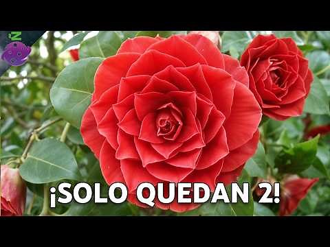 Las 25 Flores Más Bonitas del Mundo | Bellezas de la Naturaleza que Tienes que Ver