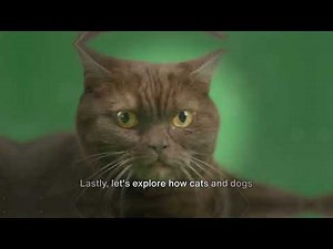 Cat vs Dog: Which Pet Is Right for You? Understanding the Key Differences