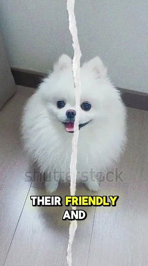 "POMERANIAN 101: 5 Things You NEED to Know 🐾 | Fluff, Facts & Care Tips!"