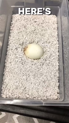 8.5K views · 226 reactions | Smallest Ball Python Egg! Will It Hatch?! #shorts #snakes #ballpython #ballpythons #ballpythonsofinstagram #snakebreeder #ballpythonbreeder #fyp #fypシ | Rodents & Royals | Facebook