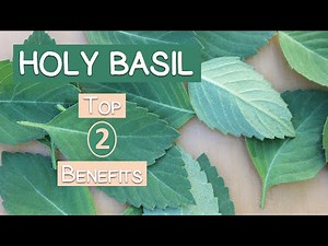 Top 2 Benefits of Holy Basil, A Sattvic Herbal Rasayana