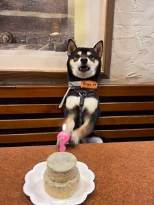 165K views · 9.9K reactions | Happy birthday pup❤️ Video Credit: https://www.instagram.com/hero___0123/ #Dogexpress #Celebratingdoglove #Doglovers #Dogowners #lovemydog #doglove #doglife #InnocentEyes #PuppyVibes #HappyBirthdayPup #DogBirthday #PawtyTime #BirthdayDog #DogCelebration #FurryBirthday #PuppyParty #DogLover #BirthdayPup #DogHappiness #PetBirthday #SpoiledDog #PawfectDay #WaggingTails #DogMoments #DogsOfInstagram | DogExpress | Facebook