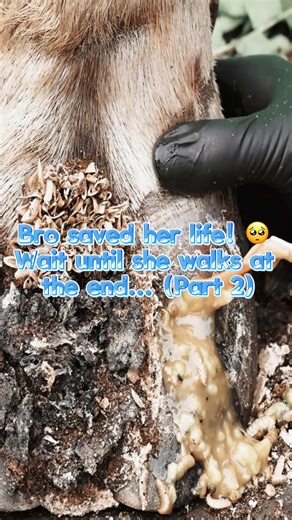 Incredible Cow Hoof Surgery: From Injury to Recovery (Part 2)