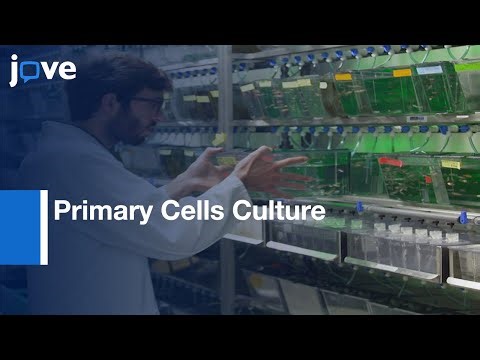 Primary Cells Culture and Transfection | Protocol Preview