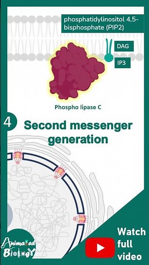 Gq signaling pathway | IP3 DAG pathway | 1 min cell bio