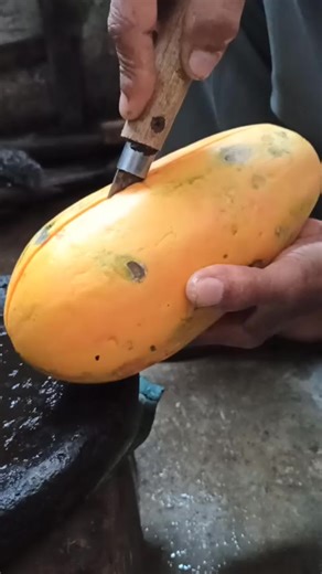 Minyak Biji Pepaya Segar Buatan Sendiri
