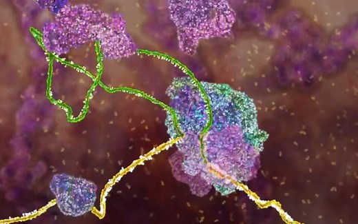 【分子生物学动画】RNA的剪接 RNA Splicing（中英双字幕）