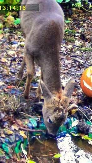 Deer Visits Backyard Pond and Something Surprising Happens!