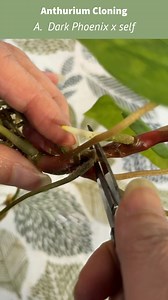 Anthurium propagation is different from philodendron and many other houseplants. Anthuriums are most commonly propagated by division, separating sections with their own roots, rather than by stem cuttings. It’s also called cloning. By propagating this way, the two plants have exactly the same characteristics. It’s the first time I’m doing it because finally I got a specimen easy for divisions :) The rest is pretty simple to handle. I planted both divisions into chunky mix and looking forward to 