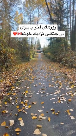 Fall Trail Walk in Coquitlam 🍁🌊Canada Vancouver 🇨🇦🇨🇦