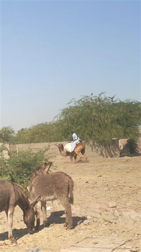 Up and Down Moments of a Camel
