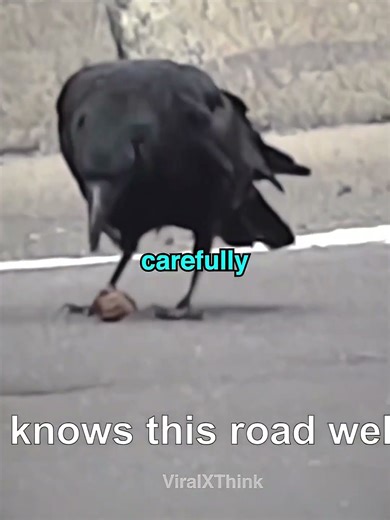 This Clever Crow Outsmarted Everyone 🐦🧠 #shorts