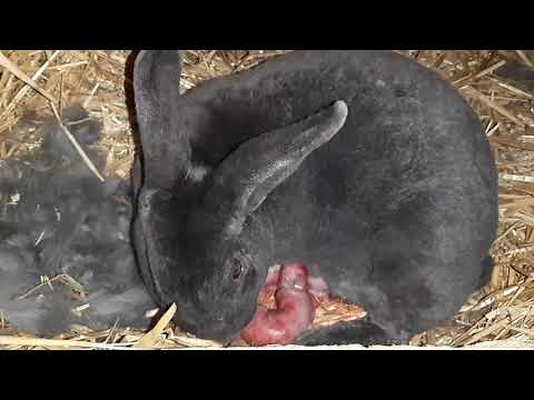 Kaninchen Geburt live Baby kaninchen