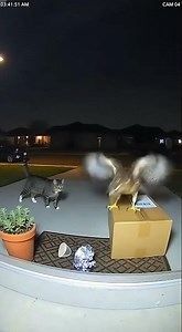 Cat vs Hawk 🐈🦅