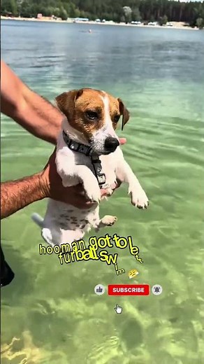 Funny Jack Russell Terrier Compilations #dogs #pets #shorts