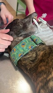 43K views · 4.9K reactions | John está castrado, él fue encontrado en...