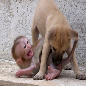 1.6M views · 2.3K shares | Extremely scared ! Santa crying because she scared of puppy bit her #Monkey | Daily Monkey | Facebook
