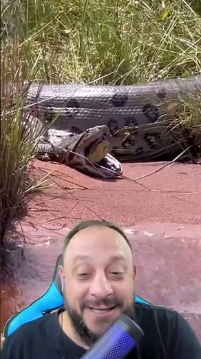 Anaconda regurgitates another live one #animals #biologisthenrique #snakes