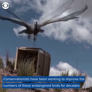 15K views · 195 reactions | FLYING HIGH: There are only an estimated few thousand Andean condors in the wild today. See this one soar after being nursed back to health. | CBS News | Facebook