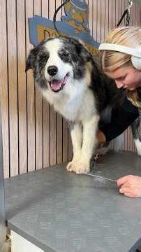 Doggy Daily Episode 566: Brian the Border Collie 🐾 #doggrooming #bordercollie