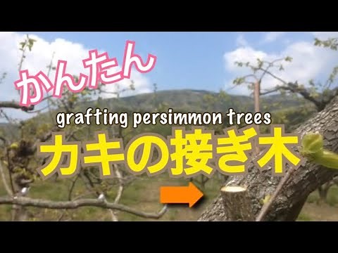 柿の接ぎ木 grafting persimmon trees