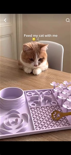 Asmr kitty 🐱 #asmr #kitty #fyp