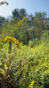 Our Pollinator Watch Team volunteer, Jean, caught this amazing moment when a monarch caterpillar shed its old skin, revealing its chrysalis. The chrysalis will remain hanging upside down on this goldenrod for 8-12 days, after which a butterfly will emerge! 🦋 (video playing at 1.5x speed) | Mt. Cuba Center