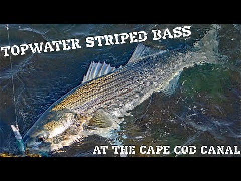 Cape Cod Canal Topwater Lures - Catch more Fish in 2021!
