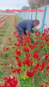 Cabai pertanian cina #cina #fyp #petani #cabai #farmers | Berita Petani