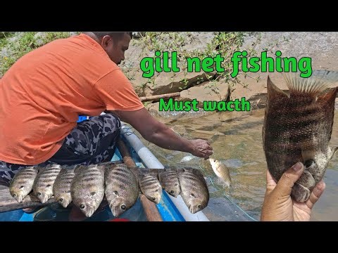 Gill Net Fishing – Lots of Barb & Green Chromide! 🐟