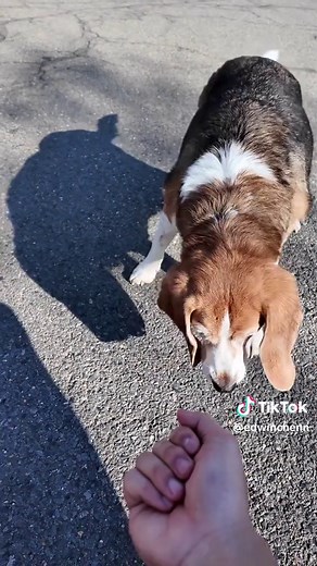 Ragebaiting My Fat Dog: Hilarious Moments