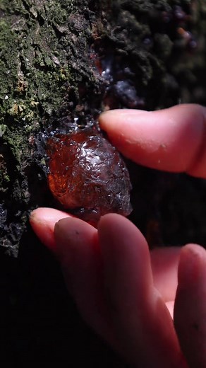 632K views · 14K reactions | Crystal-clear nature jelly | Peach resin to soothe the stomach | Village Lifestyle Vlog | Facebook