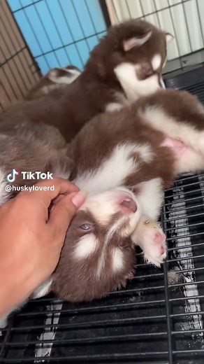 Husky Siberiano: Momentos Tiernos y Graciosos
