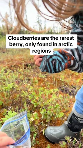 Cloudberry facts🧡💛❤️ #cloudberries #arctic #landback #viking #nordic #history #alaskanative #subsistence #aqpik #yupik