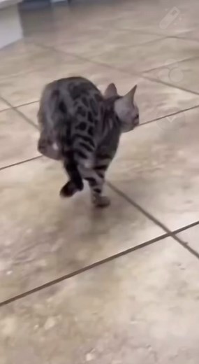 Playful Young Gray Tabby Kitten in Modern Kitchen