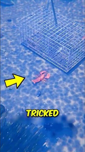 The clever trick behind lobster traps, Watch This