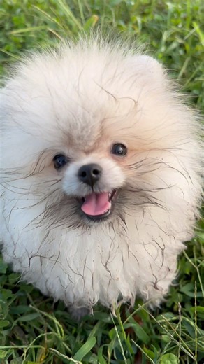 QUANDO I COSI DI POMERANIA ERANO DEI COSINI…🥹🥹❤️ Scuolapercani 345 341 8428 | Scuolapercani