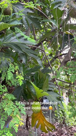 Harvesting Breadfruit Tree | Farmer Video Compilation