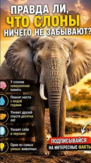 🐘 Правда ли, что слоны никогда ничего не забывают?