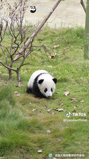Adorable Little Panda Robot Running with Awkward Charm!