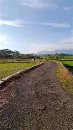 Morning View In Our Village #kampung #talok #batang #jawatengah #shorts #nature