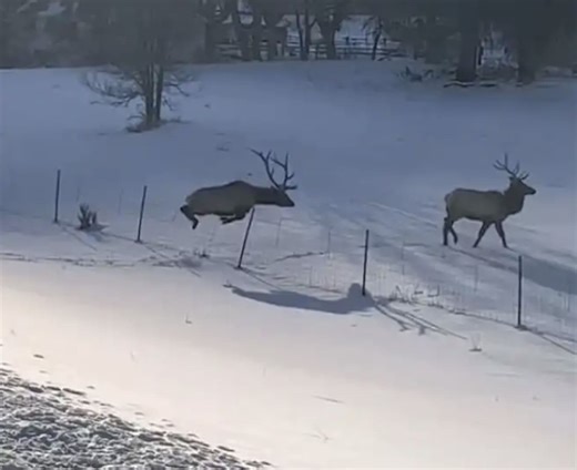 Park City Elk Gets Stuck Jumping Fence, Freed By Bystanders