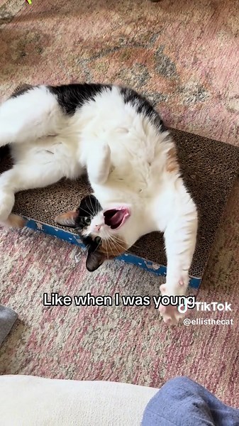 POV: you got adopted and get your light back. #catsoftiktok #calicocat #adoptdontshop #cat #foryoupage