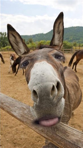 Donkey funny face moments 😱😂🤭#viralvideo