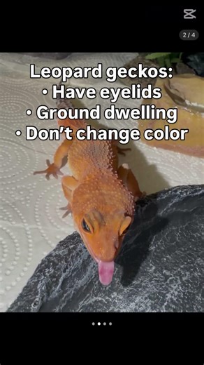 Leopard gecko vs chameleon 👀 #leopardgecko #reptile #gecko #shorts