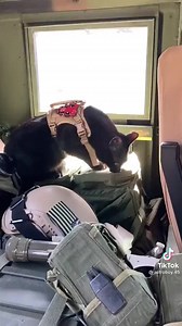 12K views · 162 reactions | This tacticat makes for one fur-midable opponent : astroboy.45 on TikTok | TacticalGear.com | Facebook