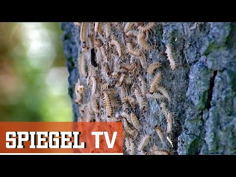 Gefährliche Eichenprozessionsspinner | SPIEGEL TV