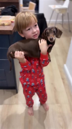 Can you tell I’m a sticker chart Mum? 😆 #goodboy #dogsandkids #sausagedog #stickerchart #parentinghack | Daisy Sausage