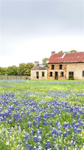 Explore Texas' wildflower fields, plant-forward dining, and unique shopping destinations on this road trip